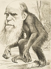 Body of an ape with Charles Darwin's head attached